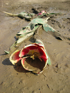 flower_in_mud